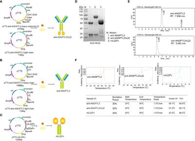 A novel fusion protein consisting of anti-ANGPTL3 antibody and interleukin-22 ameliorates diabetic nephropathy in mice